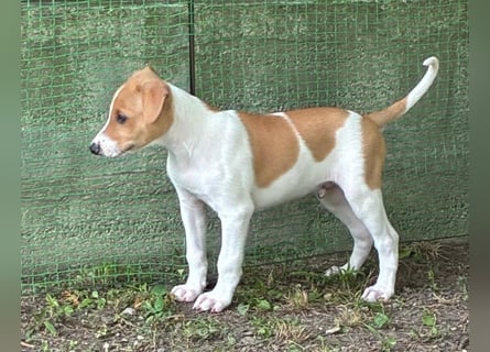 Ungarischer Windhund - Magyar Agar Welpen