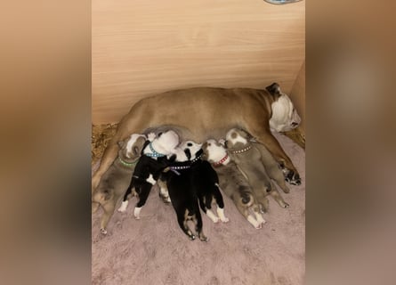 Englische Bulldoggen Welpen– 7 süße Mädels suchen bald ein Zuhause!