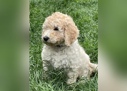 Abgabebereite Goldendoodle & Labradoodle Labrador+Golden+Retriever+Pudel Welpen