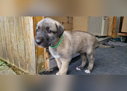 Irish Wolfhound Welpen