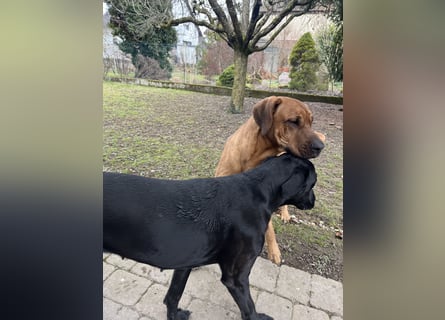 Wurf Cane Corso/Flat & Broholmer
