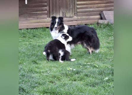 Sheltie Shetland Sheepdog