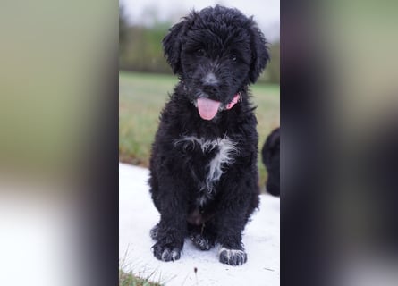 Bergamasker Barbet Mix Doodle Bergamasco Franz. Wasserhund Bergadoodle für Allergiker nicht haarend