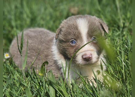 Border Collie Welpen -  Rüden und Hündin