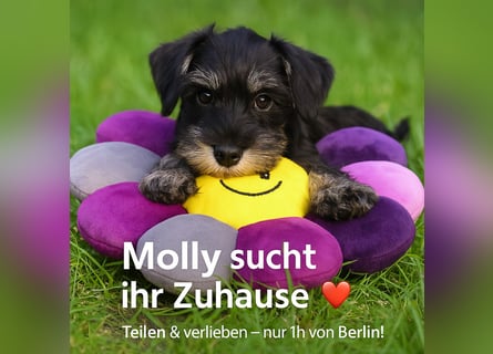 MOLLY junge Zwergschnauzer Hündin mit Stammbaum und Schalk in den Augen