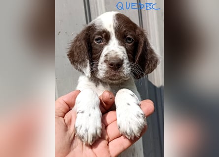 English setter Rüde Welpe