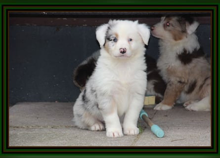 Australian Shepherd - Traumwelpen -KEINE Arbeitslinie-aus langjähriger Familienaufzucht.