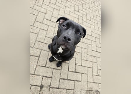 Zuckersüße xxl bully - pitbull hündin