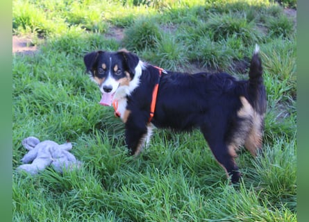 Miniature Australian Shepherd Welpen aus liebevoller Hausaufzucht ohne Abstammungsnachweis.