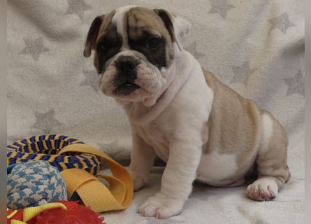 Freiatmige Bulldoggenwelpen Abgabebereit