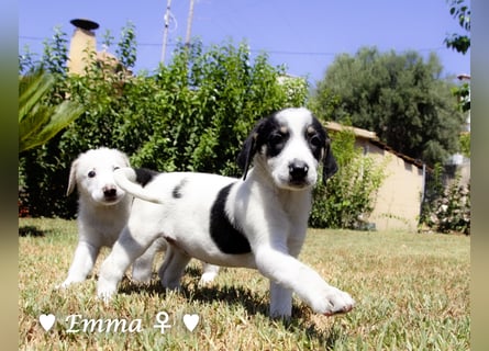 Erin, Emma, Eckie und Enya suchen ein Zuhause