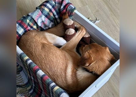 Lexie - Unser liebevolles Energiebündel und Kuschelmonster