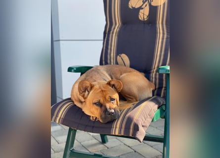 ZuHause gesucht für Jin