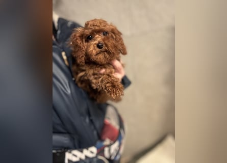 Pudel sehr kleine Hündin Asiatische Linie  Schosshund