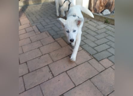 Akita-Husky Welpen