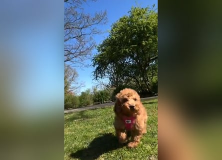 Wunderschöne Zwergpudelwelpen in Rot und Black & Tan