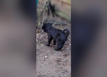 11 putzmuntere Aussiedoodles