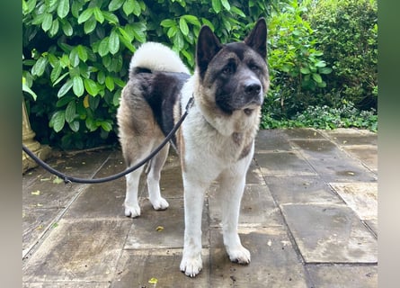Kendo - ruhiger, ausgeglichener Familienhund - Tierhilfe Franken e.V.