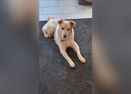 Lustiger Felix sucht ein aktives Zuhause