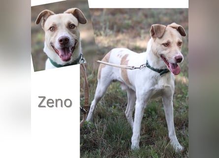 Zeno