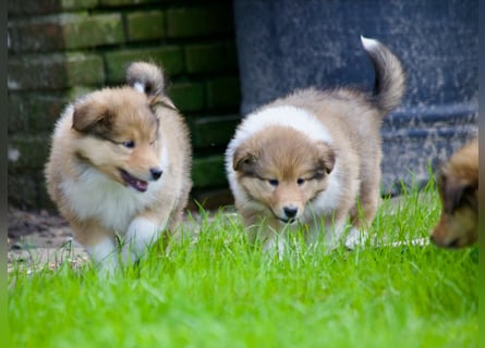 Wundervolle Collie-Welpen aus liebevoller VDH-Zucht suchen ein liebevolles Zuhause