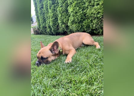 Deckrüde französische Bulldogge genetisch umfassend geprüft