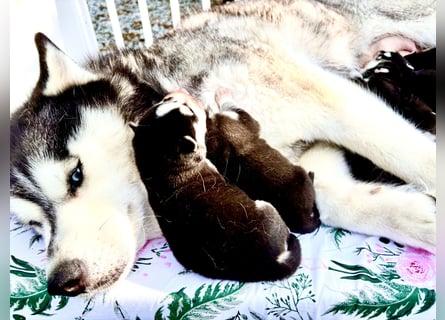 FCI Pedigree Blue Eyed Black & White Siberian Husky Champion Puppy