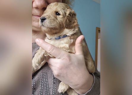 Labradoodlewelpen Rüden ab Mai abgabebereit