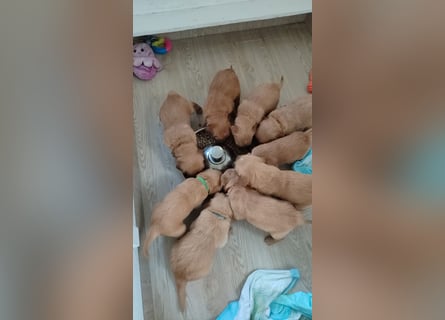 Golden Retriever Welpen