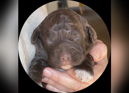 Lagotto - ein Herz aus Locken und Liebe