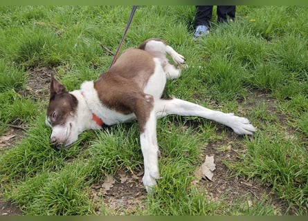 Cayo, 5 Jahre, sucht kompetentes Zuhause