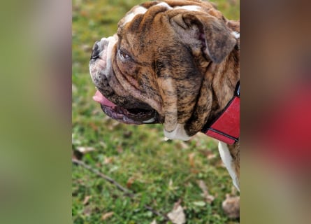 Big Boy Bruno Vom Örmser Bahnhof sucht sein Zuhause