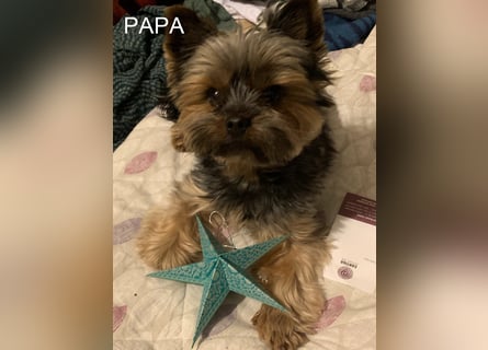 Reinrassige, bezaubernd schöne Yorkshire Terrier Welpen zu verkaufen