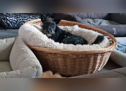 Süsse Phoebe sucht ihr Für-Immer-Zuhause!