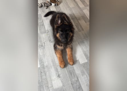 Deutscher Schäferhund