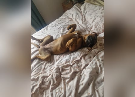Wunderschöne Boxerwelpen!