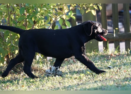 Labradorwelpen