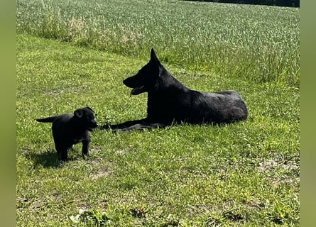 Sehr schöne  Schäferhund Welpen abzug.