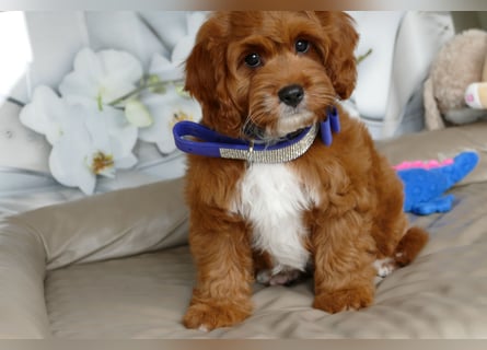 Wunderschöne Cavapoo Welpen F1 (Toypudel/Zwergpudel + Cavalier King Charles Spaniel) mit Ahnentafel