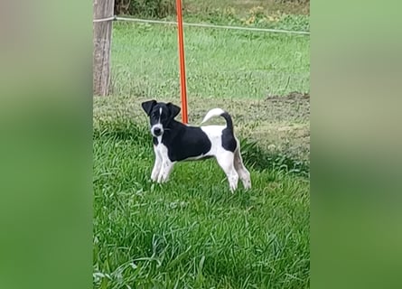 Wunderschöne Glatthaar-Foxterrier Hündin