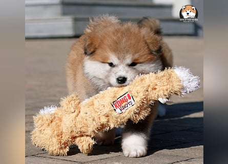 * Akita Inu - Japanische Akita langhaar Welpen, FCI registriert *