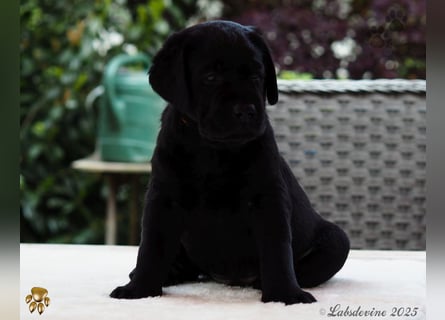 Labrador Welpen in schwarz- die Buben
