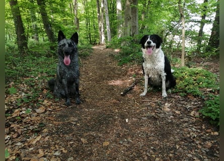 Süße Border Collie -Mudi mix Welpen