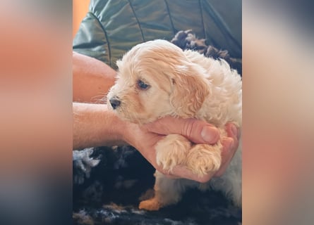 Wunderschöne Maltipoo Welpen