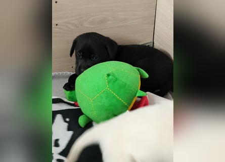 Wir haben ab 05.04. Reinrassige Labrador Welpen abzugeben