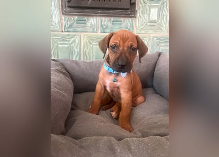 Rhodesien Ridgeback Welpen
