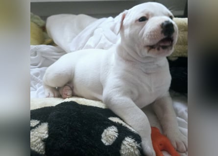 American Bulldog Welpen aus Hybrid/Standard Verpaarung ab Mitte Juni abzugeben, www.cocodin-bulls.de