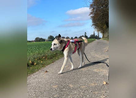 PALOMA wartet in 41379 Brüggen