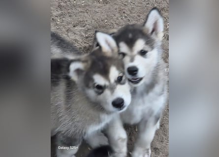 Welpen Alaska Malamute- Husky Mix