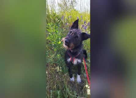 Süsse Phoebe sucht ihr Für-Immer-Zuhause!